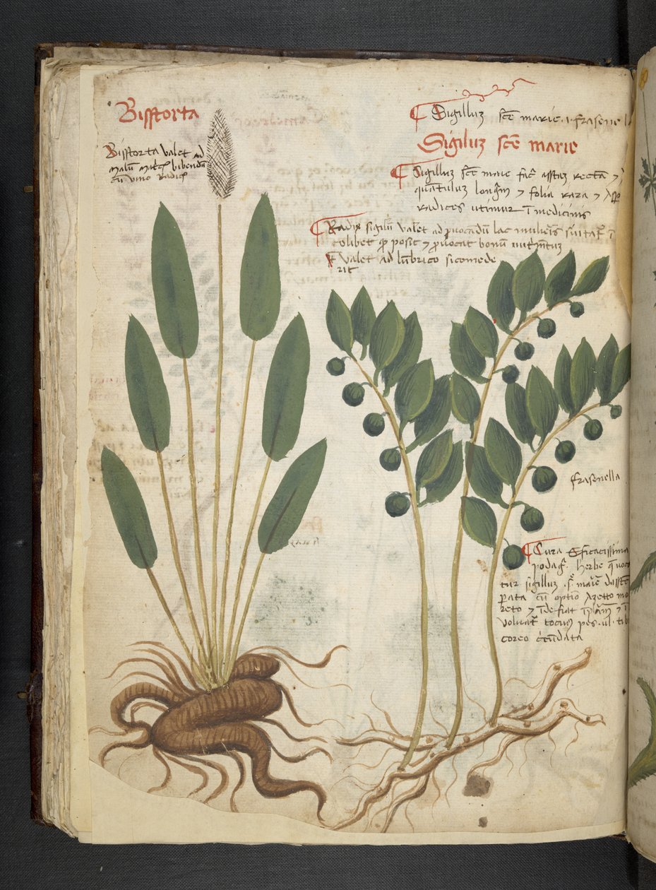 MS 41623 f.42v 