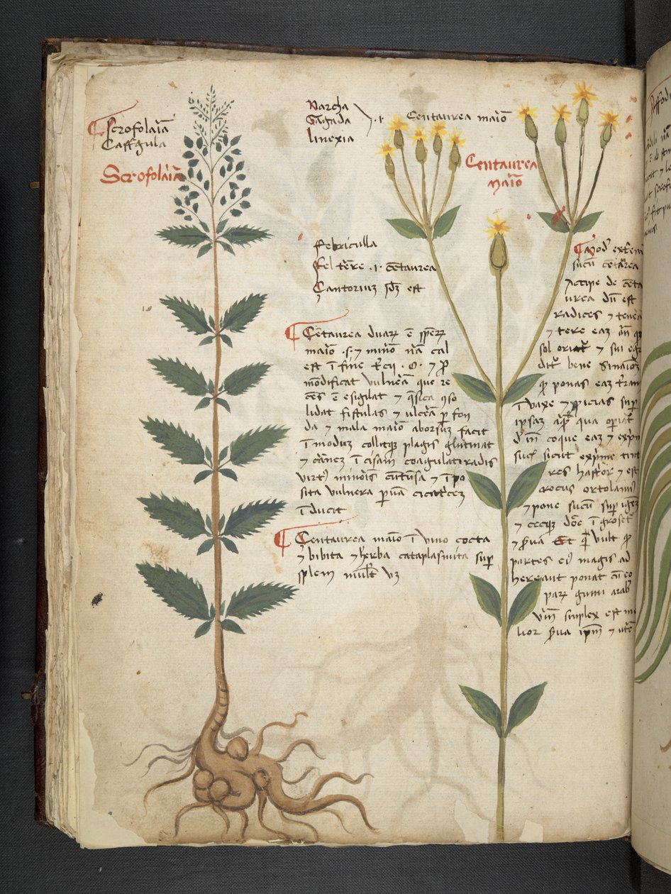 MS 41623 f.48v 