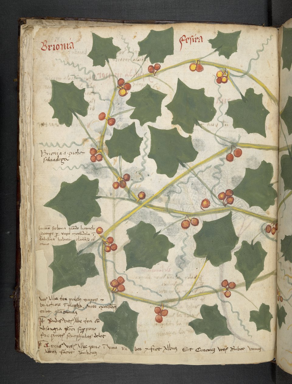 MS 41623 f.53v 
