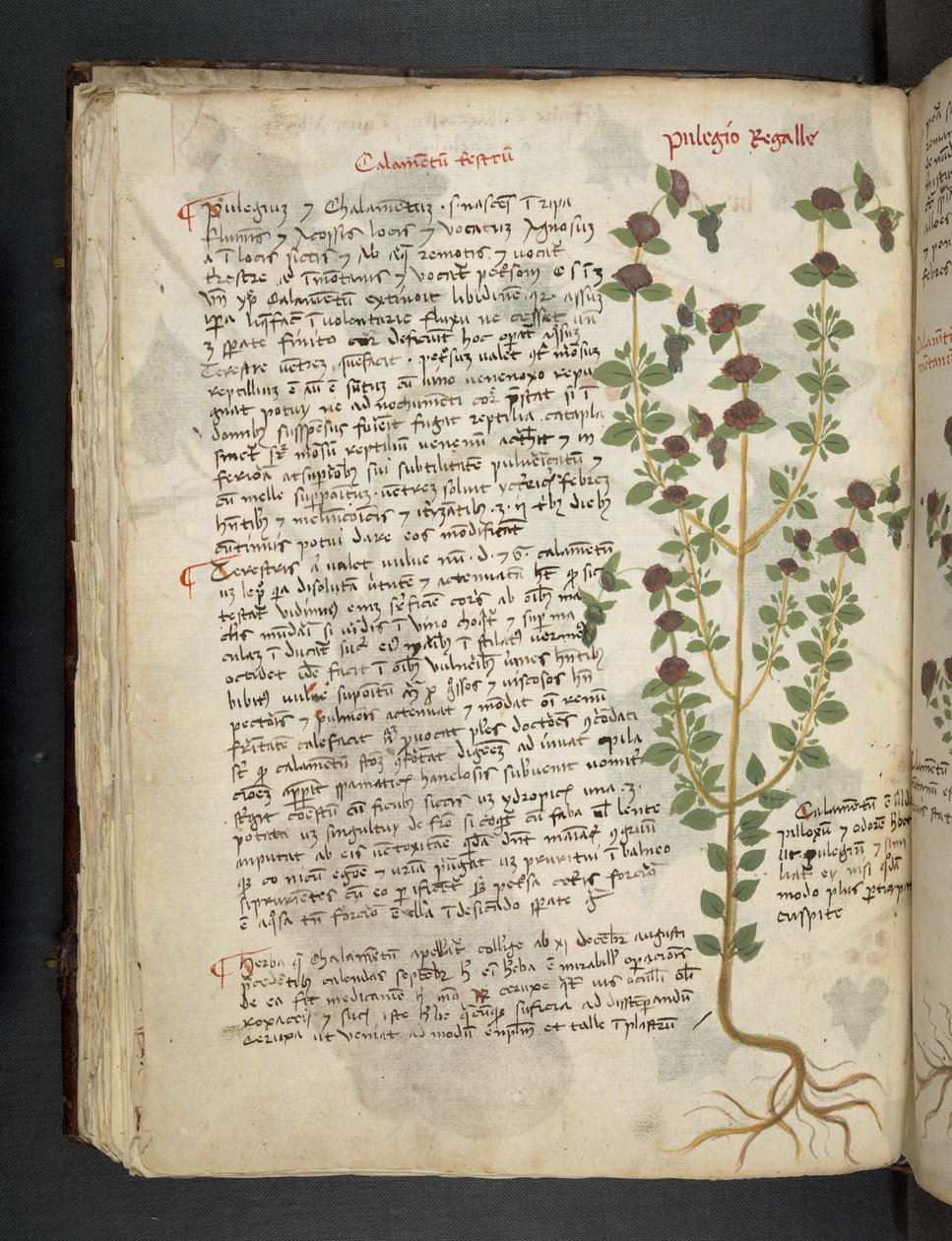 MS 41623 f.54v 