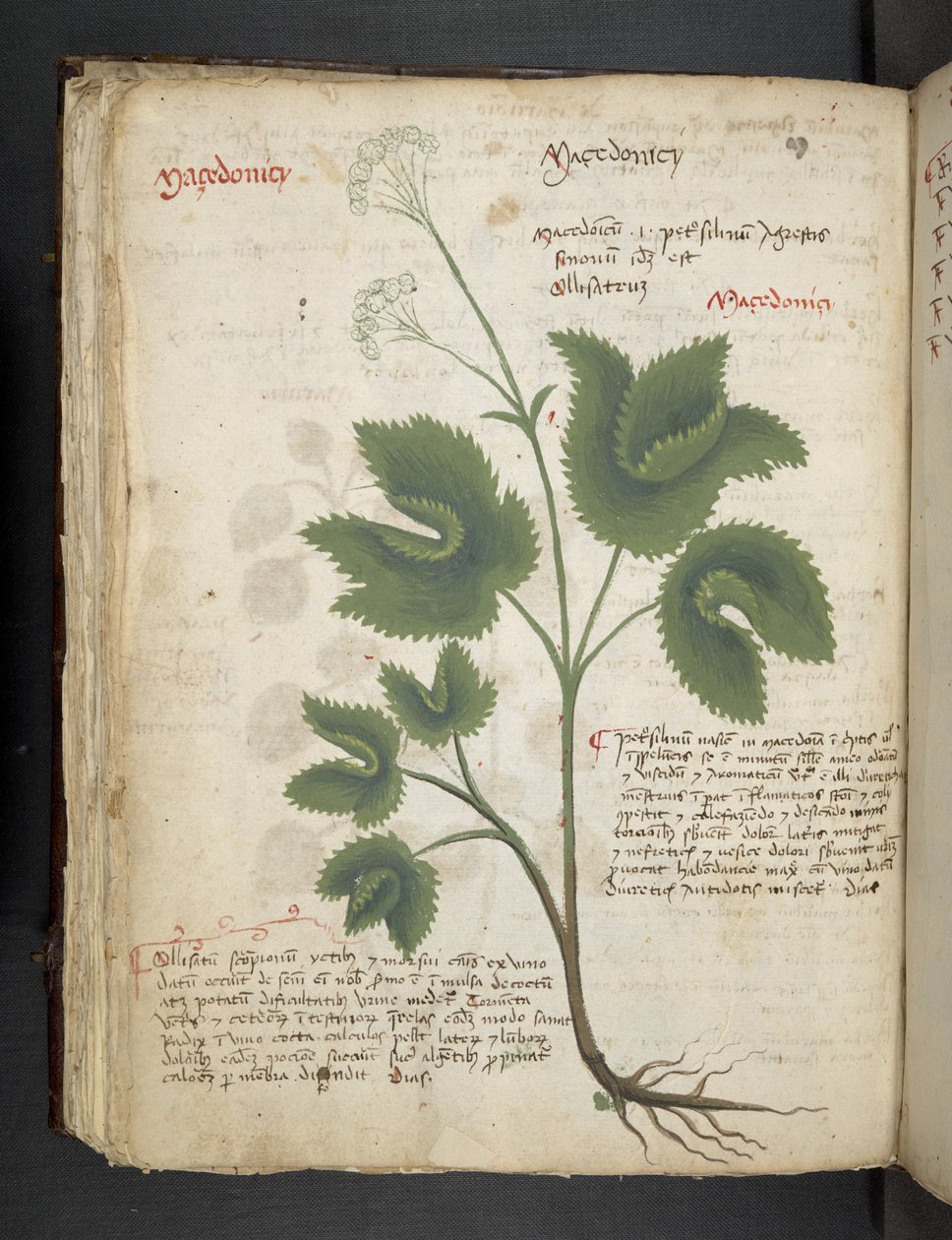 MS 41623 f.67v 