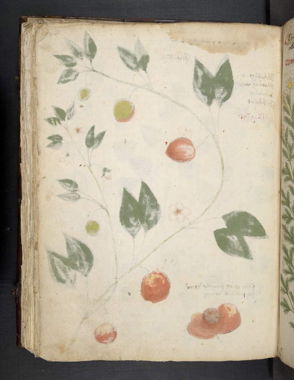 MS 41623 f.70v 