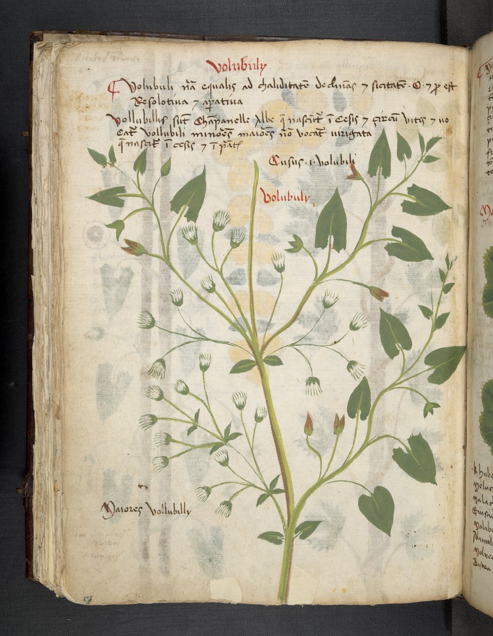MS 41623 f.75v 