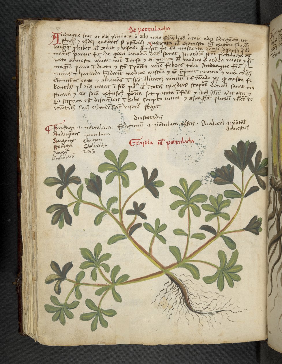 MS 41623 f.81v De Portulaca