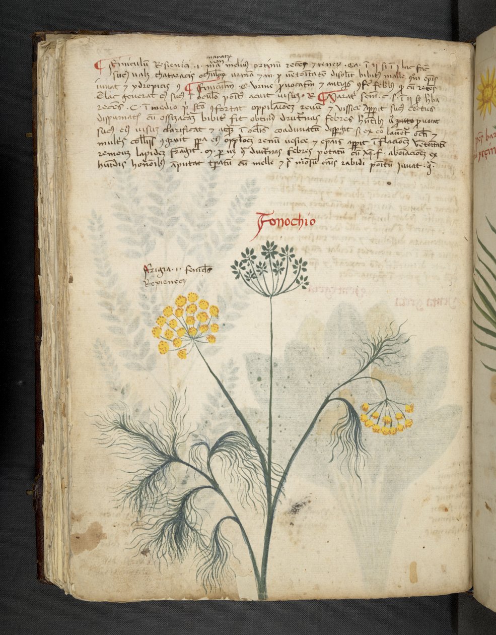 MS 41623 f.84v Finocchio