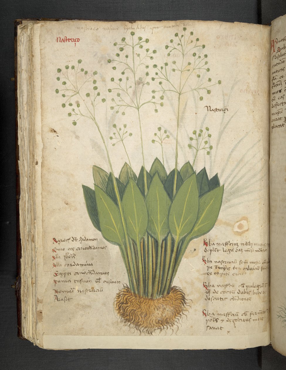 MS 41623 f.85v 