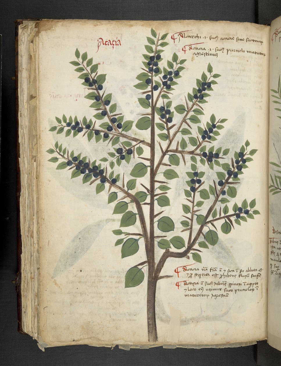 MS 41623 f.95v 
