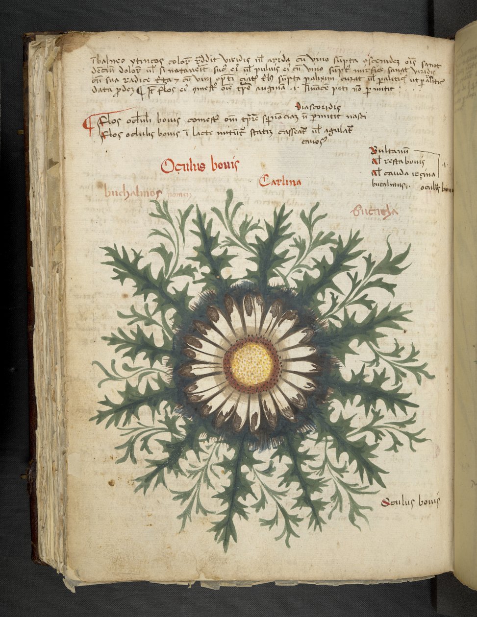 MS 41623 f.97v Carlina