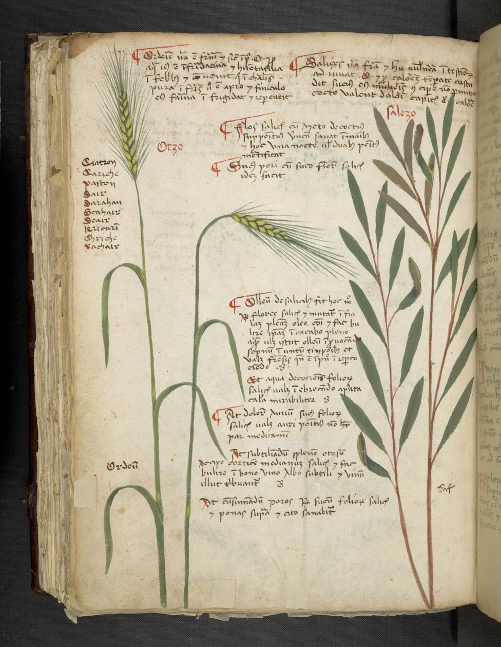 MS 41623 f.98v Orzo, 