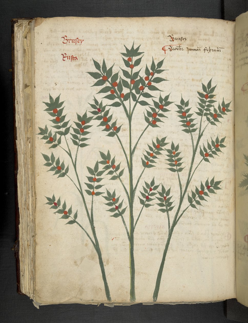 MS 41623 f.99v 
