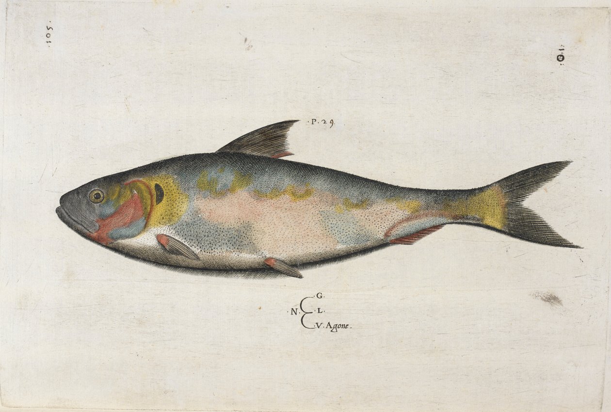Agone, Ippolito Salviani