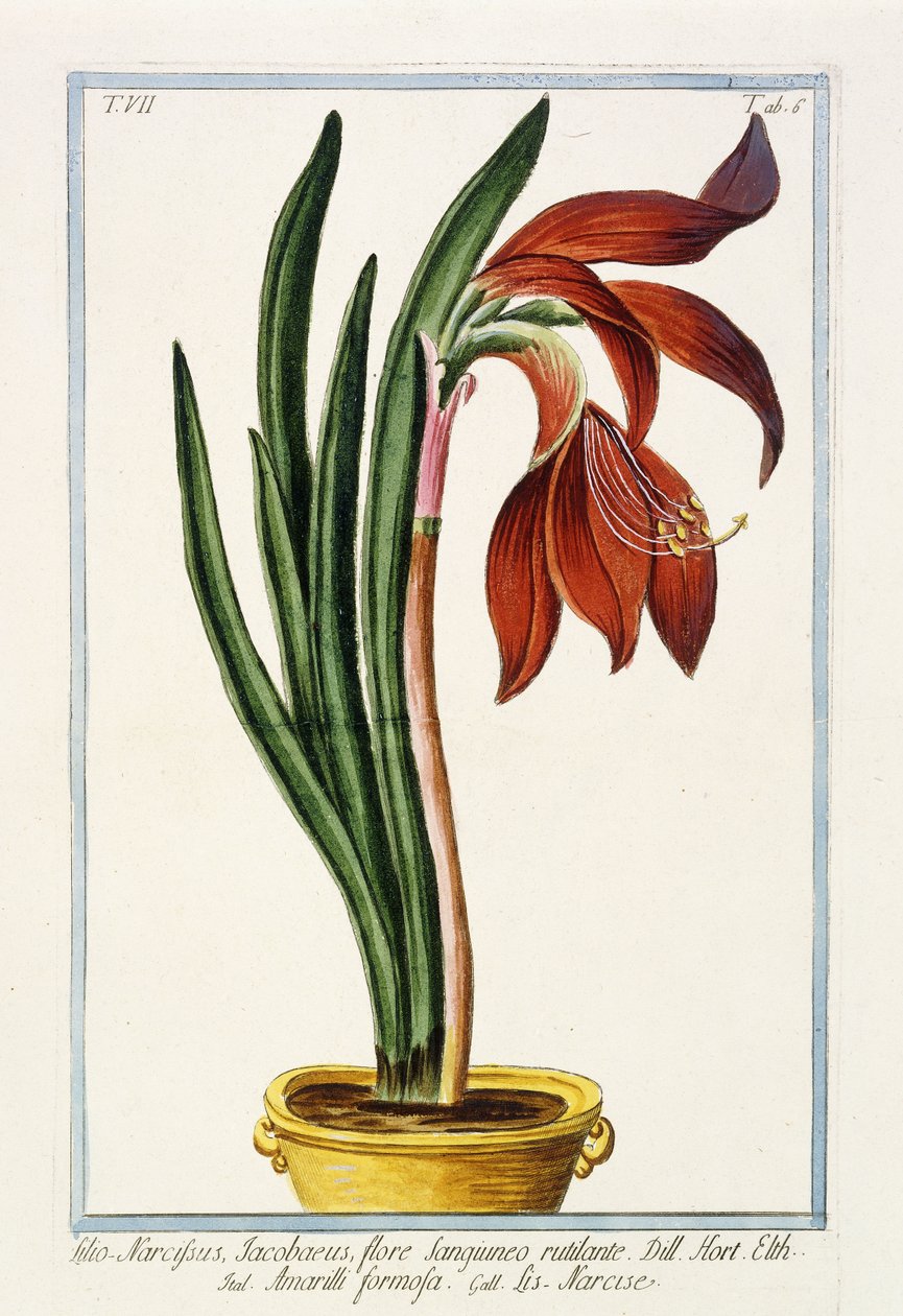 Amaryllis Formosa, 1772-1784 by Italian School