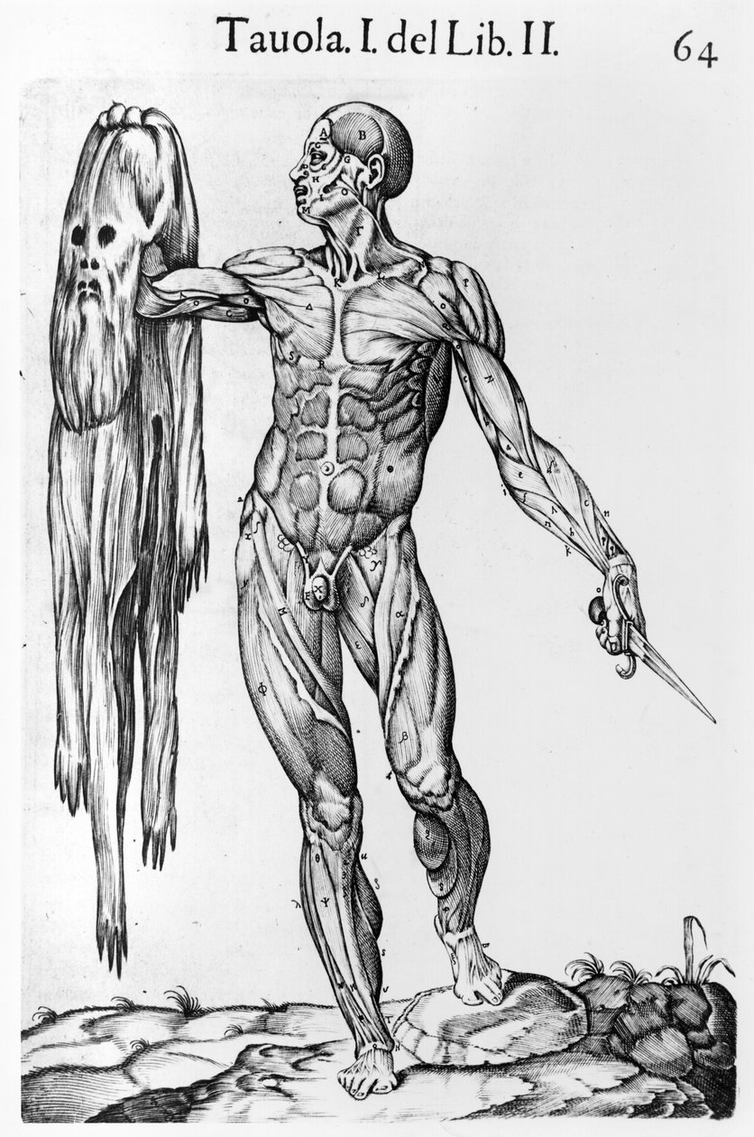 Anatomik Çalışma, plaka 64, Juan de Valverde