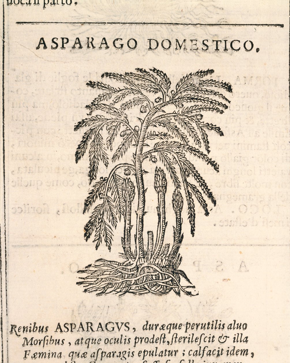 Kuşkonmaz (Kuşkonmaz officinalis), Castore Durante tarafından gravür by Italian School