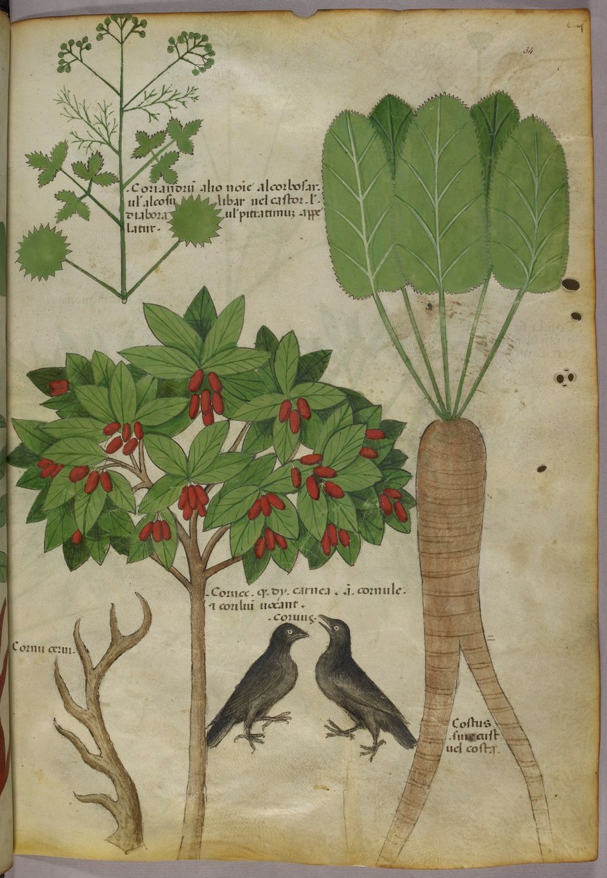 Bitkilerin ve Kuşların Botanik İllüstrasyonu, c.1440 (kağıt üzerine mürekkep ve renk by Italian School