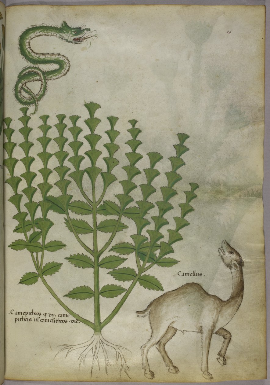 Bir bitki, yılan ve devenin botanik çizimi, c.1440 by Italian School