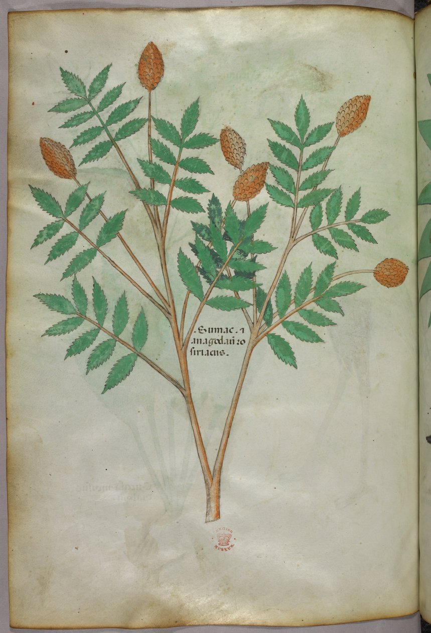 Botanik illüstrasyon, c.1440 (parşömen üzerine mürekkep ve renk) by Italian School