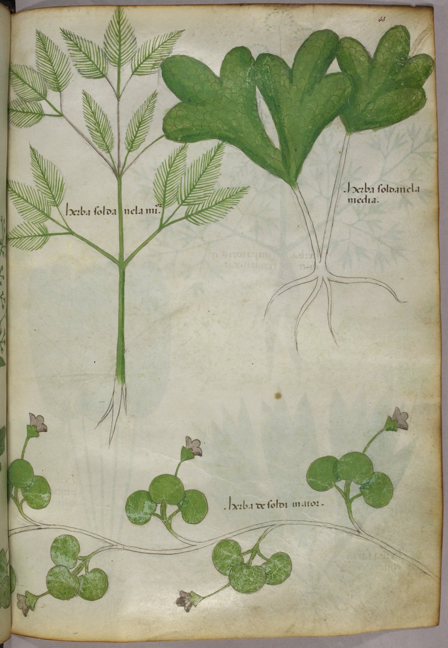 Botanik illüstrasyon, c.1440 (parşömen üzerine mürekkep ve renk) by Italian School