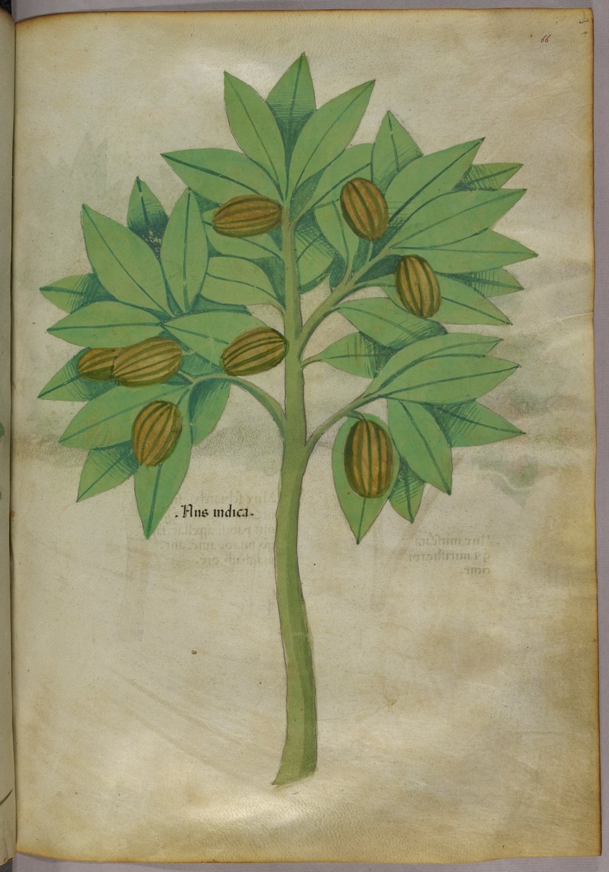 Botanik illüstrasyon, c.1440 (parşömen üzerine mürekkep ve renk) by Italian School