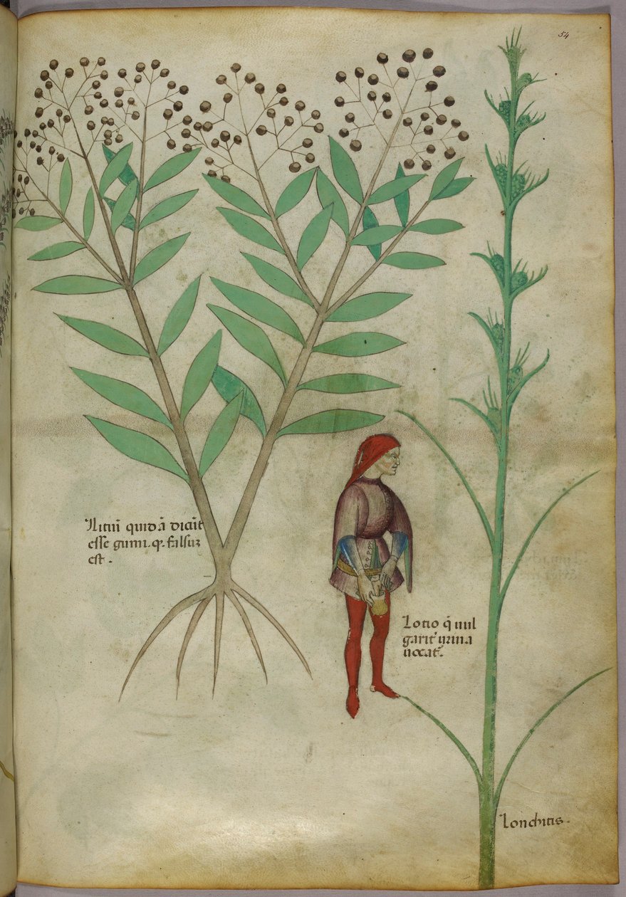 Bir bitkinin ve bir tencereye idrar yapan bir adamın botanik illüstrasyonu, c.1440 (kağıt üzerinde mürekkep ve renkli) by Italian School