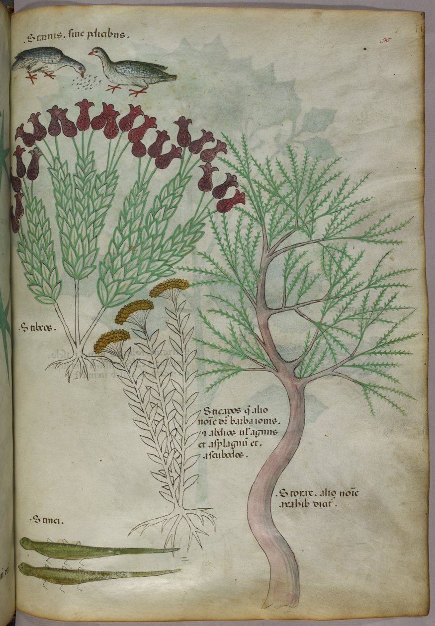 Kuşlar ve böceklerle birlikte bir bitkinin botanik illüstrasyonu, c.1440 (parşömen üzerine mürekkep ve renk) by Italian School