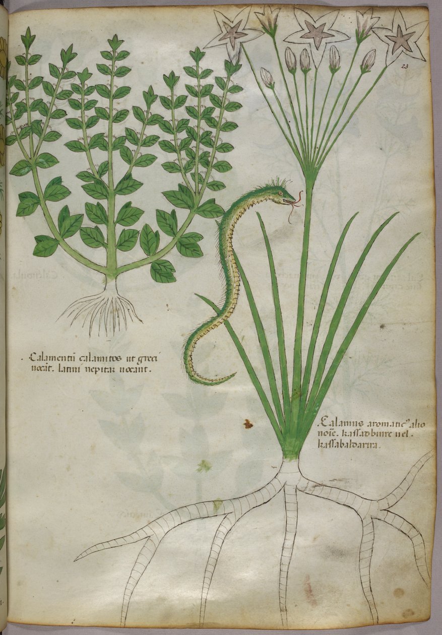 Bitkilerin ve bir yılanın botanik illüstrasyonu, 1440 civarı (parşömen üzerine mürekkep ve renk) by Italian School