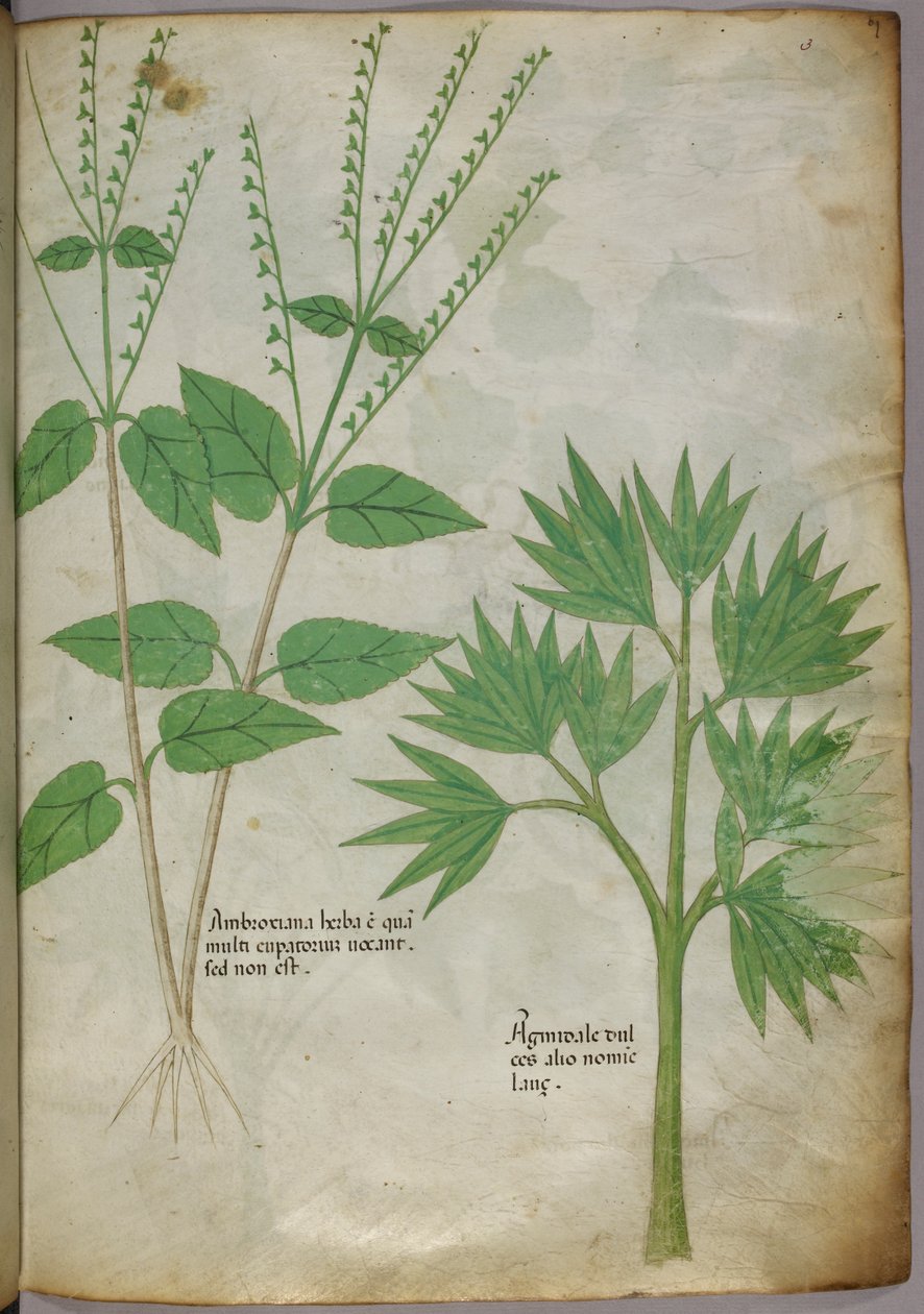 Bitkilerin botanik illüstrasyonu, c.1440 (parşömen üzerine mürekkep ve renk) by Italian School