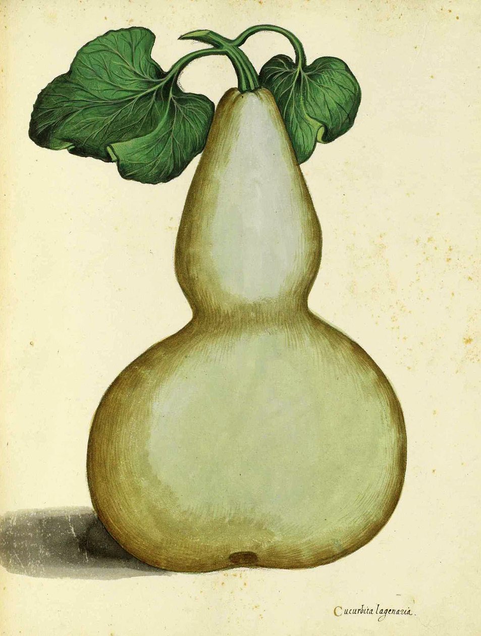 Ulisse Aldrovandi tarafından su kabağı by Italian School