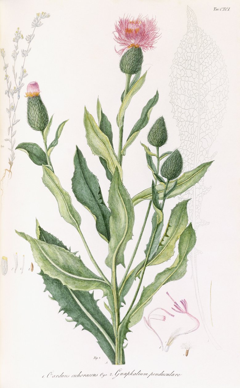 Cardus cichoraceus ve Gnaphalium penduculare, 1811-1838 by Italian School