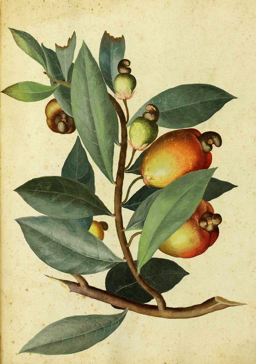 Ulisse Aldrovandi tarafından kaju by Italian School