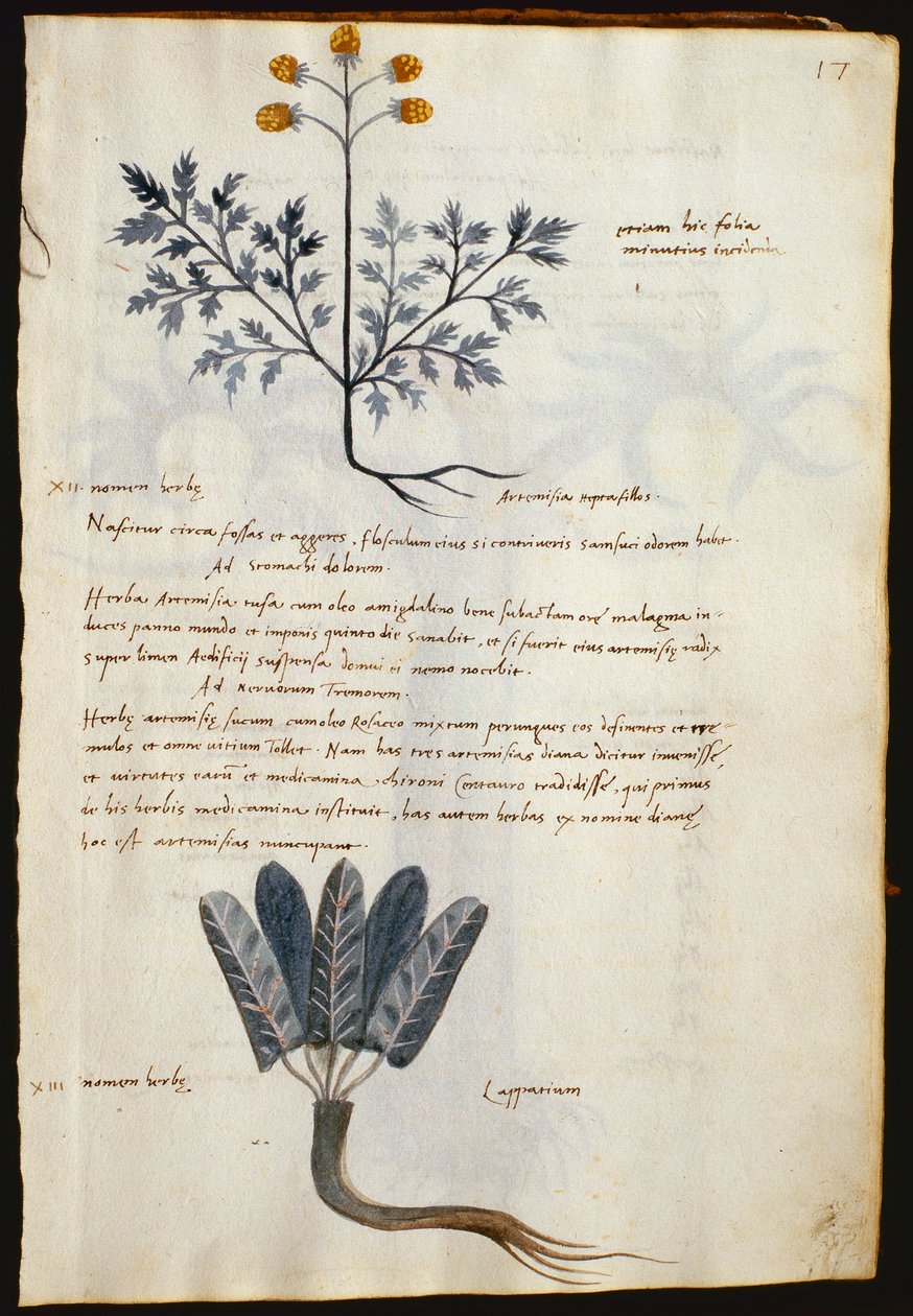 Morina. 237 Artemisia ve lapparium, bir 
