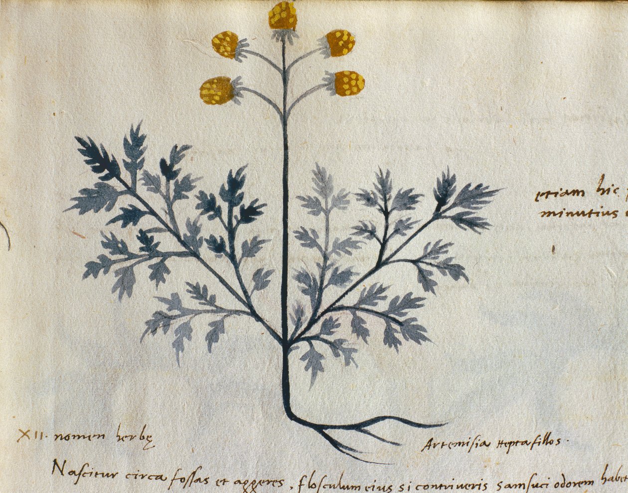 Morina. 237 Artemisia, bir 