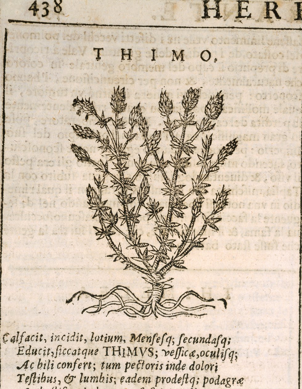 Ortak Kekik (Thymus vulgaris), Castore Durante tarafından gravür by Italian School