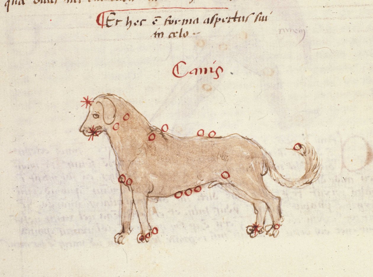 Köpek takımyıldızı (Canis). Biasino da Parma