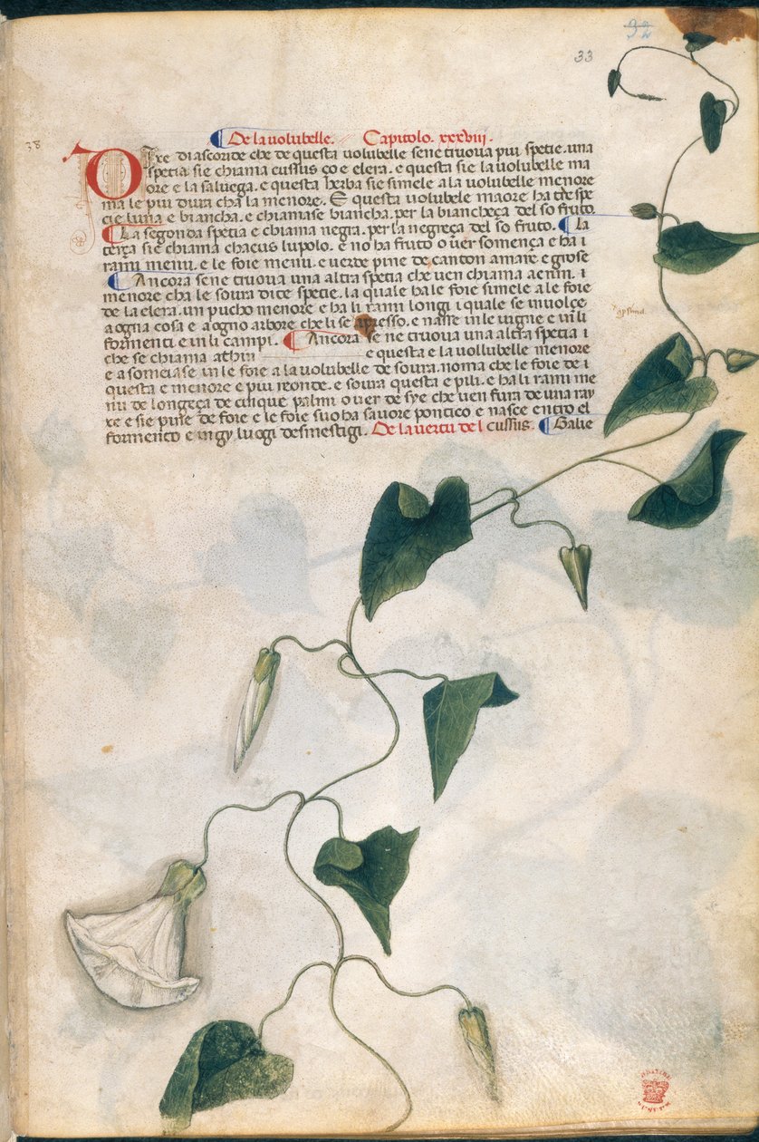 Convolvulus Tesisi, 
