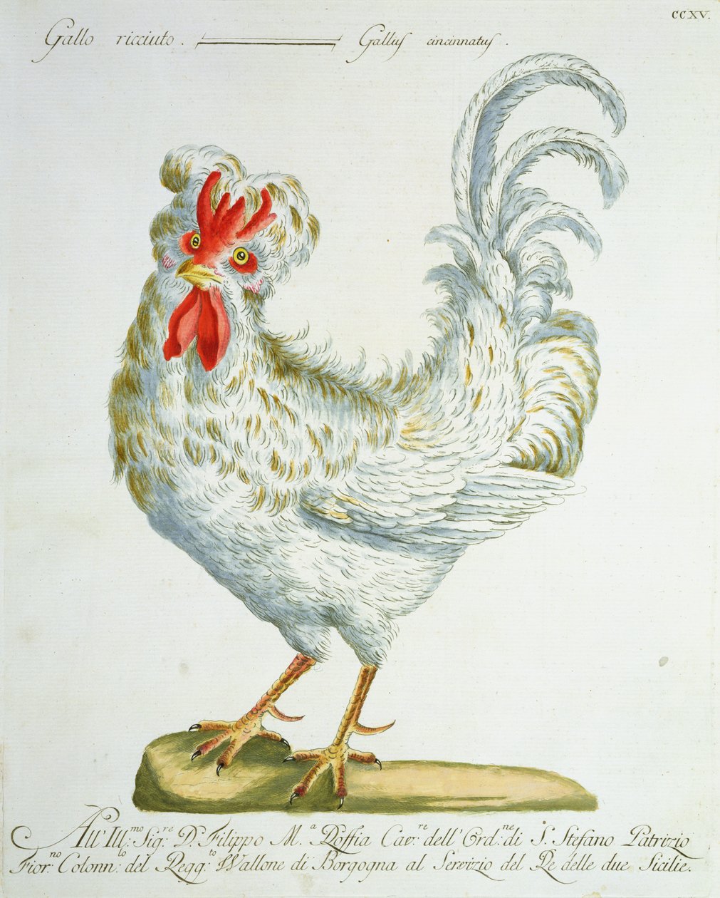 Kıvırcık Tüylü Horoz, c.1767-76 (el renkli gravür) by Italian School