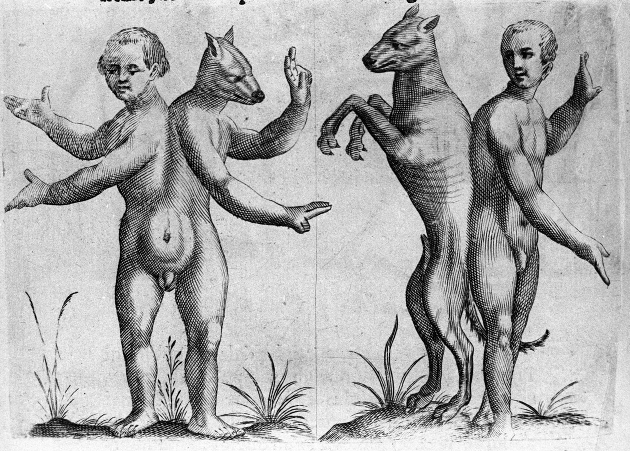 Farklı insan canavar türleri: çift gövdeli iki yaratık, yarı insan ve köpek (Siyam). İtalyan bilim adamı Fortunio Liceti (1577-1656) tarafından "De monstrorum natura, causis et Differentiis" adlı gravür. 1646 by Italian School