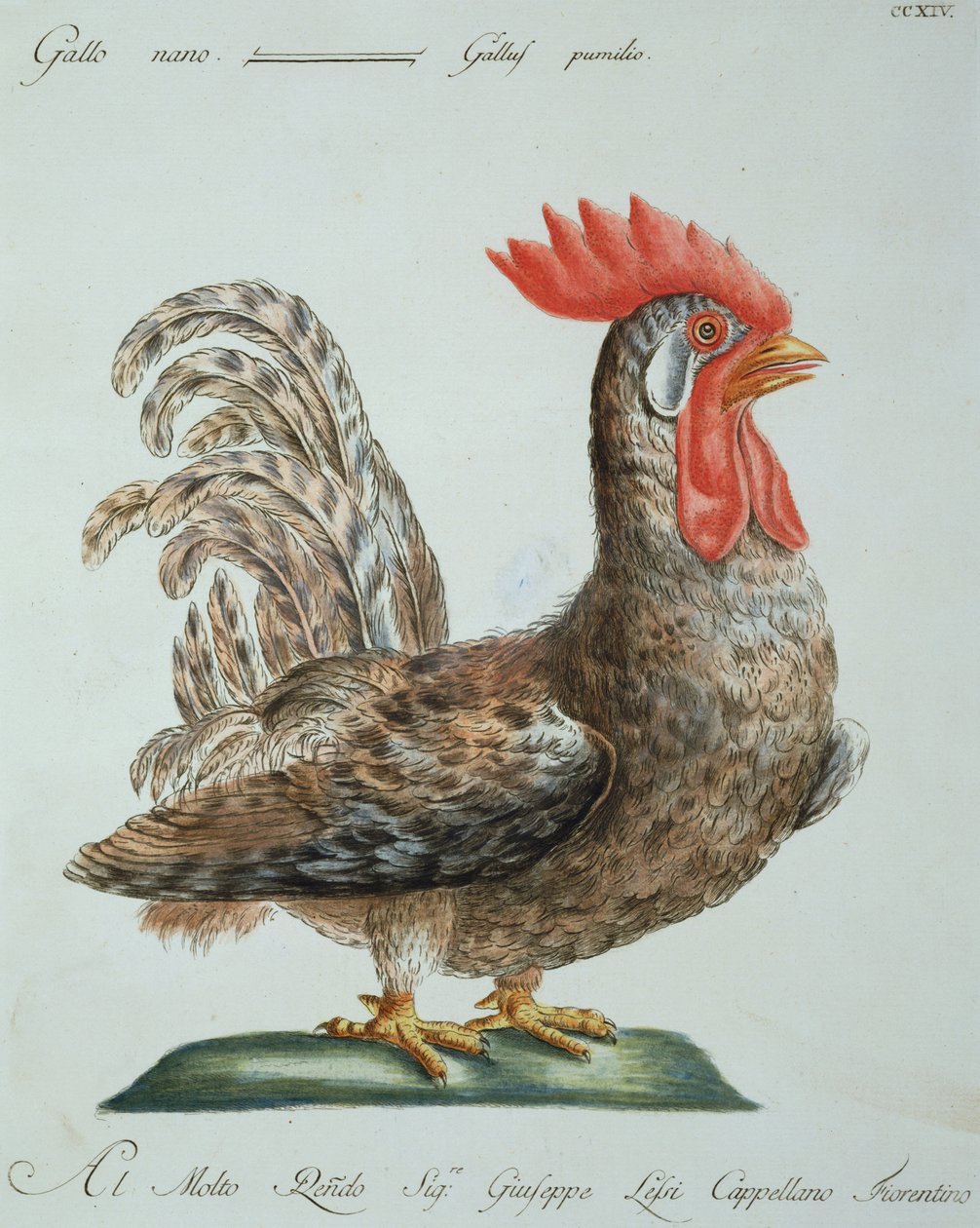 Cüce Horoz, c.1767-76 (el renkli gravür) by Italian School