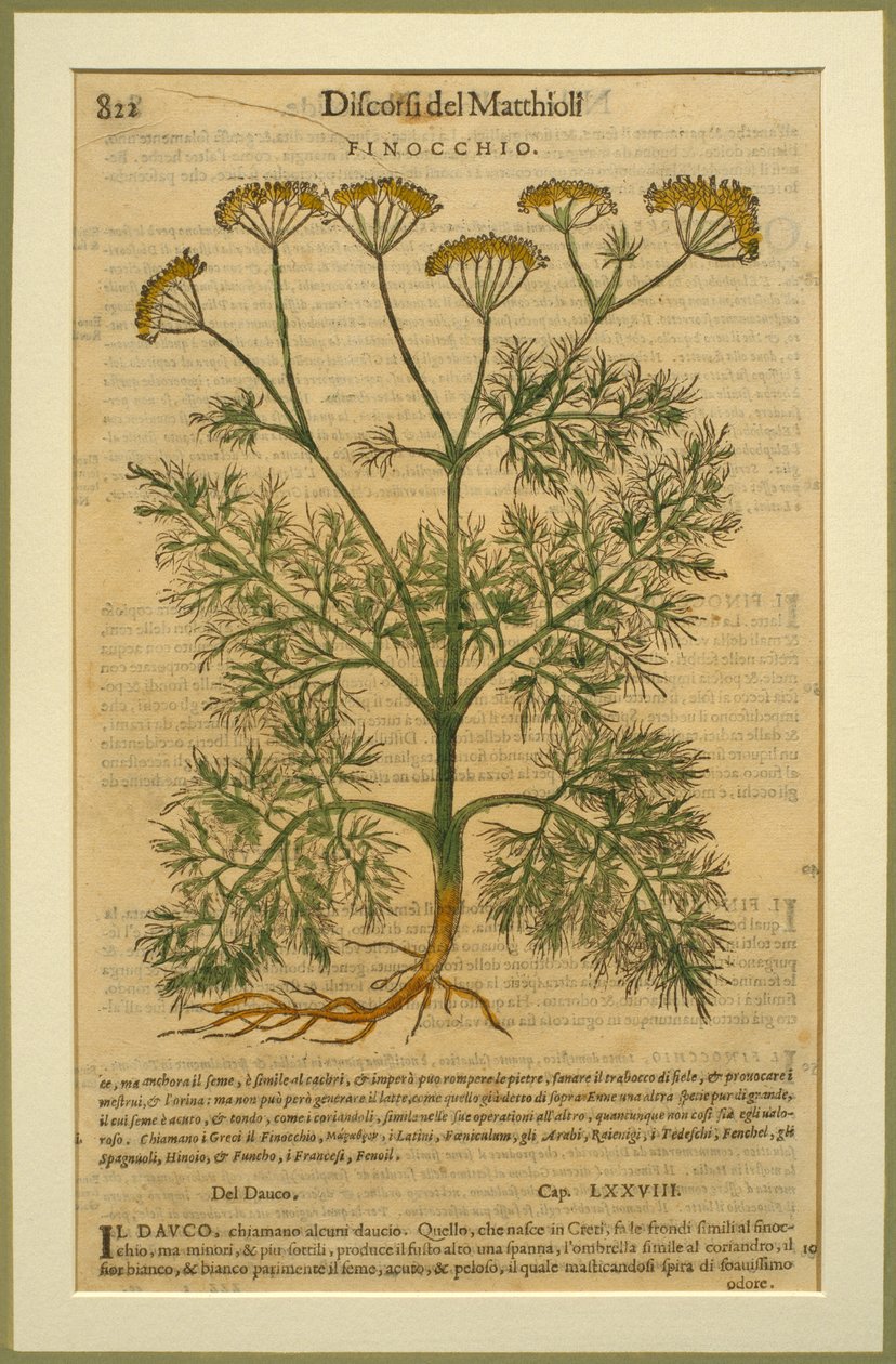 Rezene, Pietro Andrea Mattioli