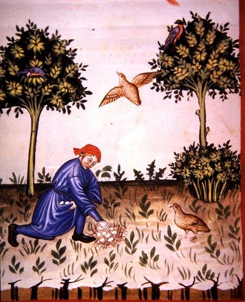 Fol.66v Keklik Yumurtalarının Toplanması, 