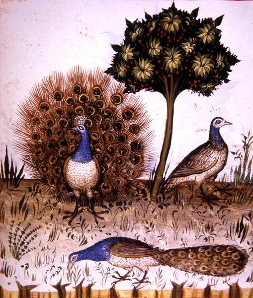Fol.70r Tavus Kuşları, 