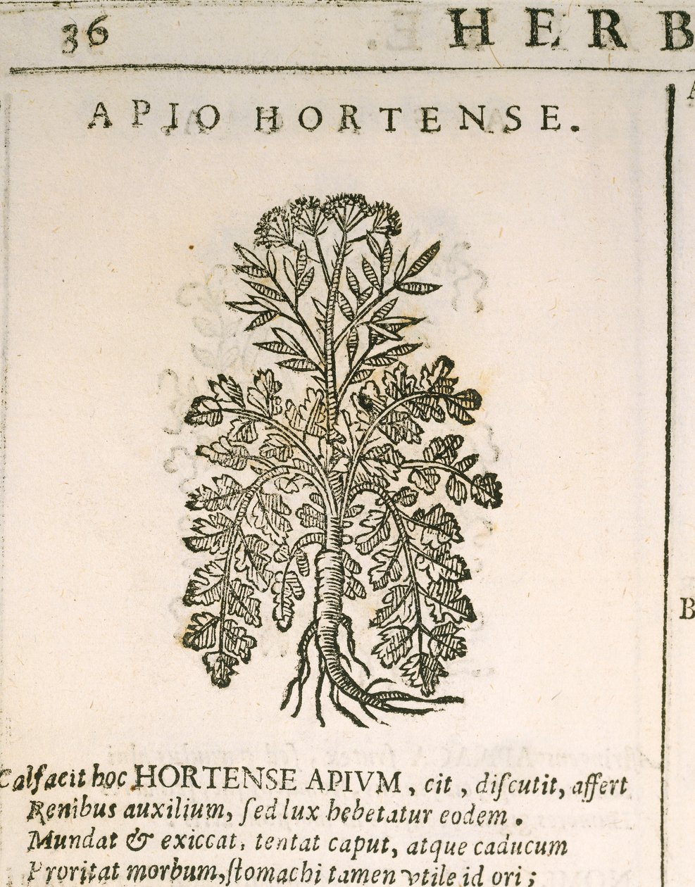 Bahçe Maydanozu (Petroselinum crispum), Castore Durante tarafından gravür by Italian School