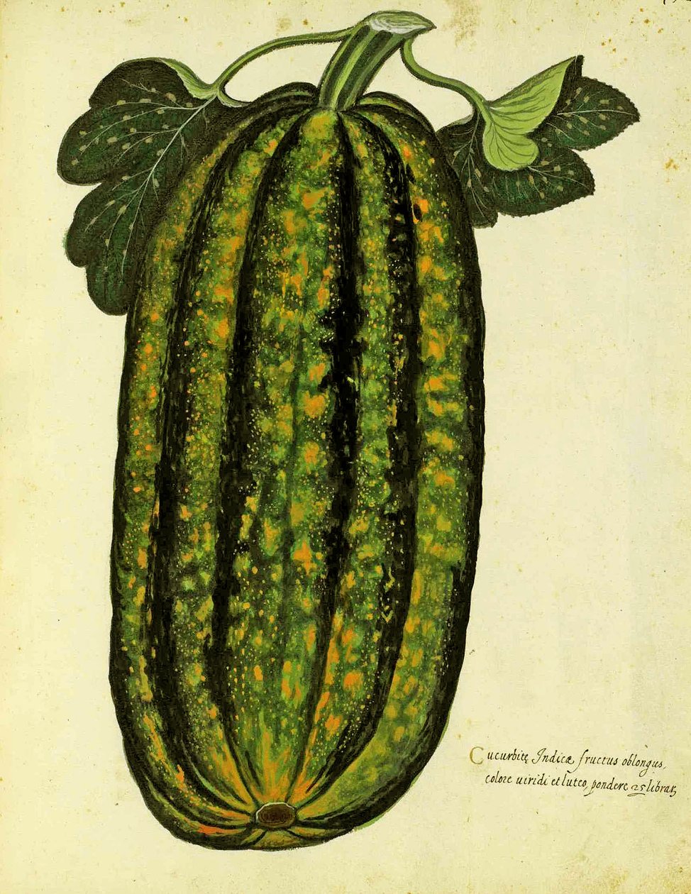 Yeşil Dikdörtgen Squash Ulisse Aldrovandi (1522 - 1605) tarafından Piante Fiori Frutti'de yayınlanan levha (el renkli gravür). by Italian School