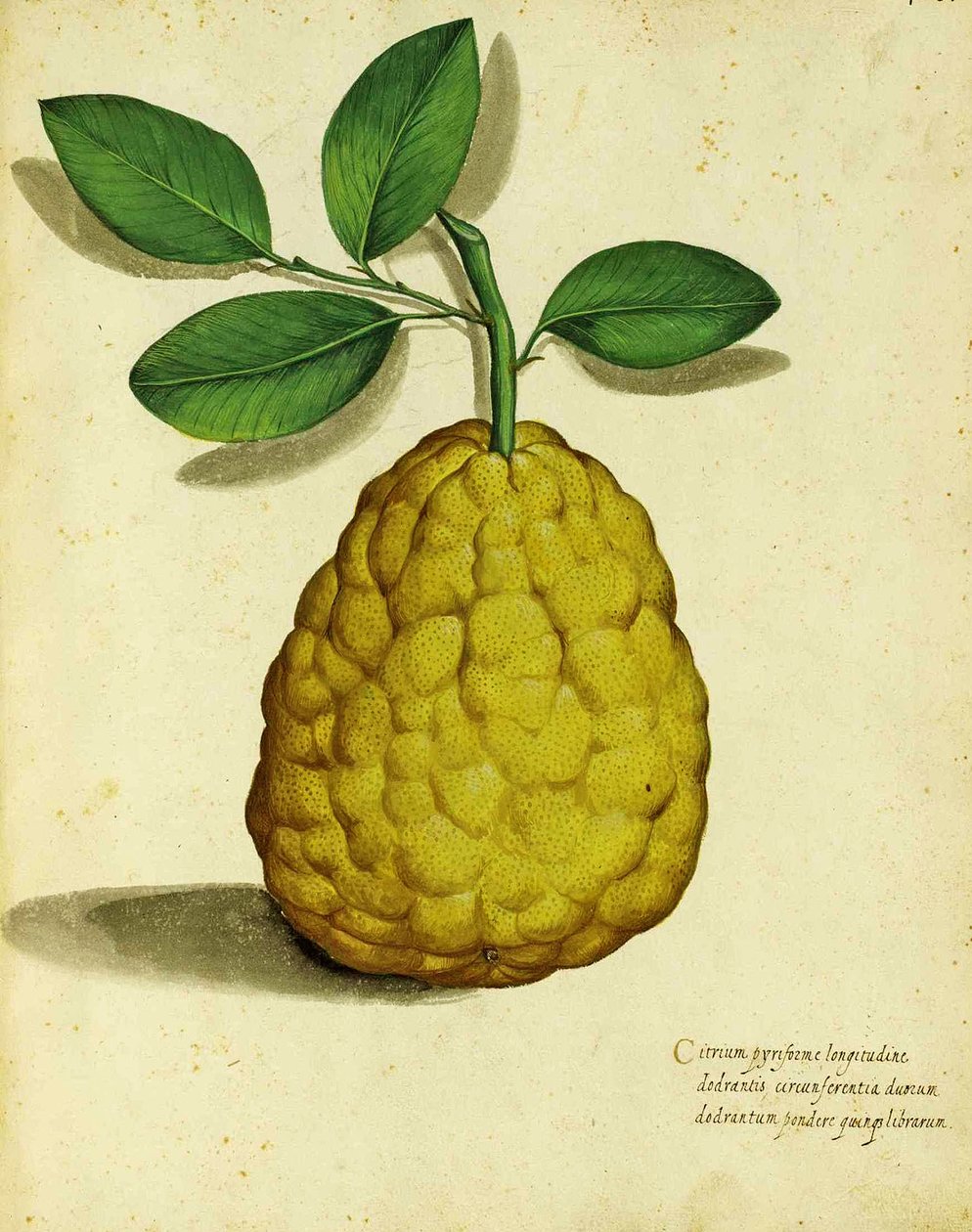 Ulisse Aldrovandi