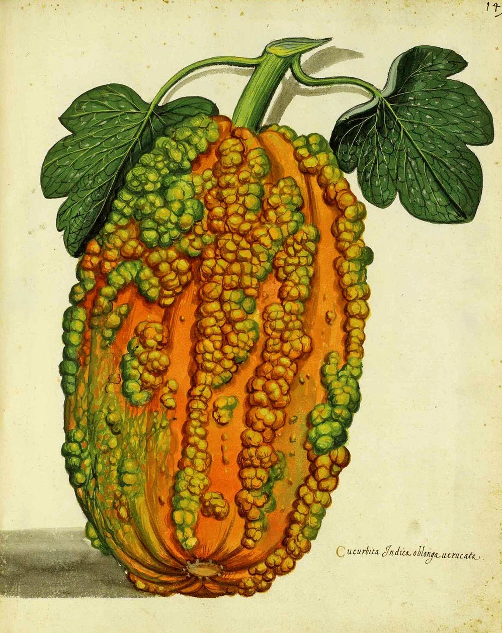 Ulisse Aldrovandi tarafından Yadigarı Squash by Italian School