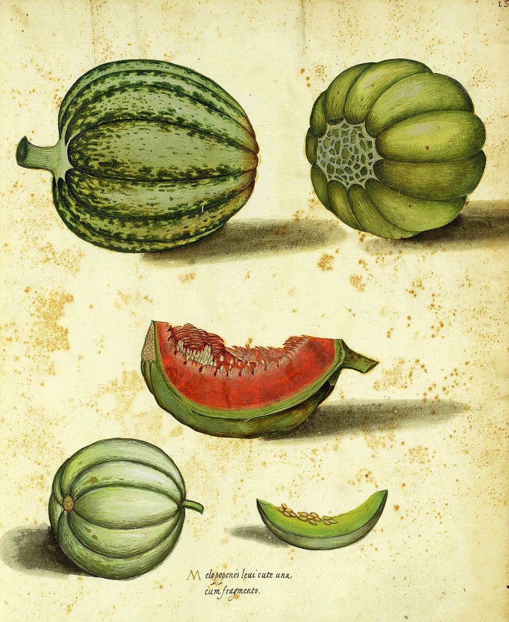 Ulisse Aldrovandi tarafından Yadigarı Squash by Italian School
