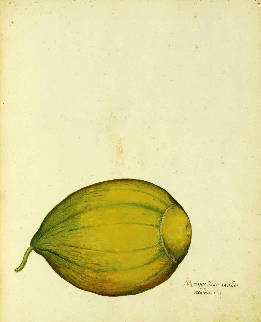 Ulisse Aldrovandi tarafından Yadigarı Squash by Italian School