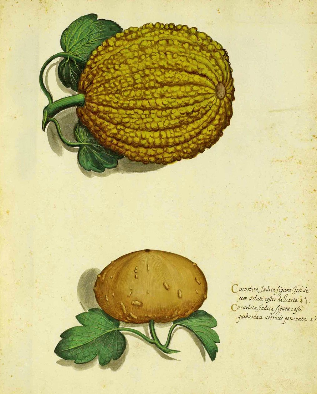 Ulisse Aldrovandi tarafından Yadigarı Squash by Italian School