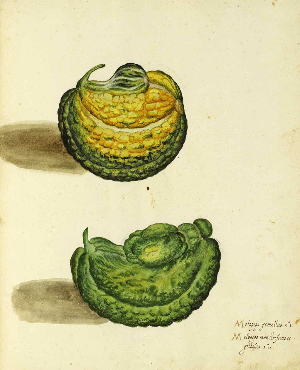 Ulisse Aldrovandi tarafından Yadigarı Squash by Italian School