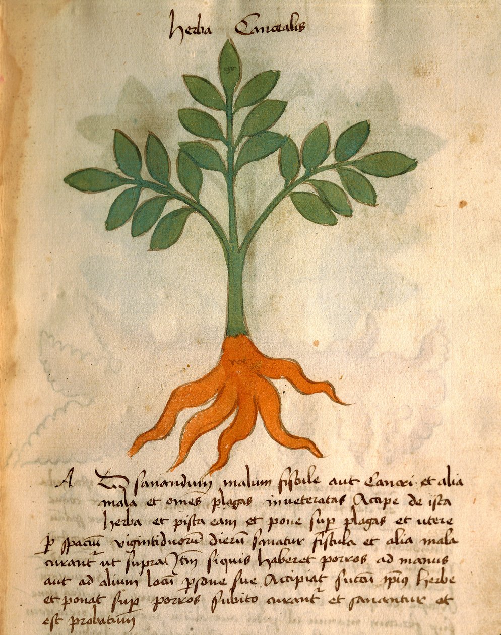 bitki iptali by Italian School